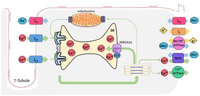 Frontiers Unbalance Between Sarcoplasmic Reticulum Ca Uptake And